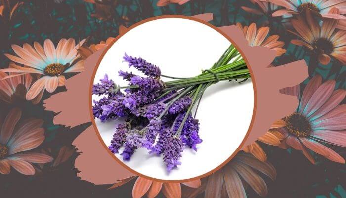 Scented Lavender