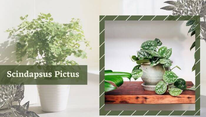 Scindapsus Pictus