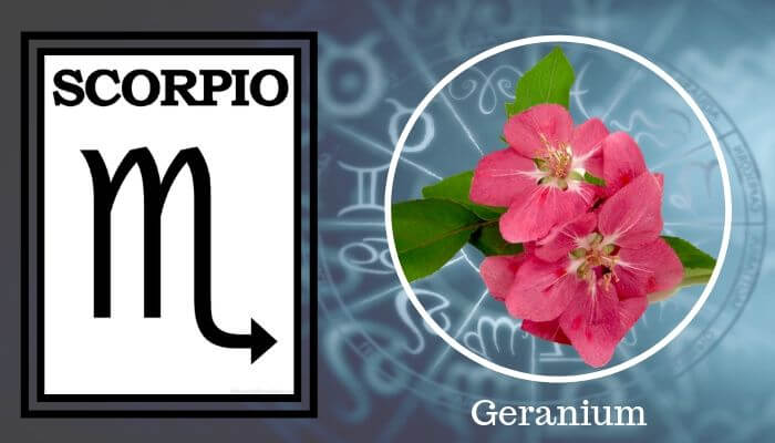 Flower: Geranium