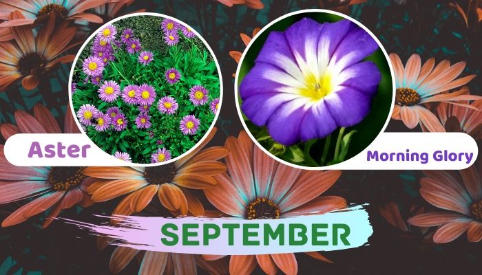 September: Aster and Morning Glory