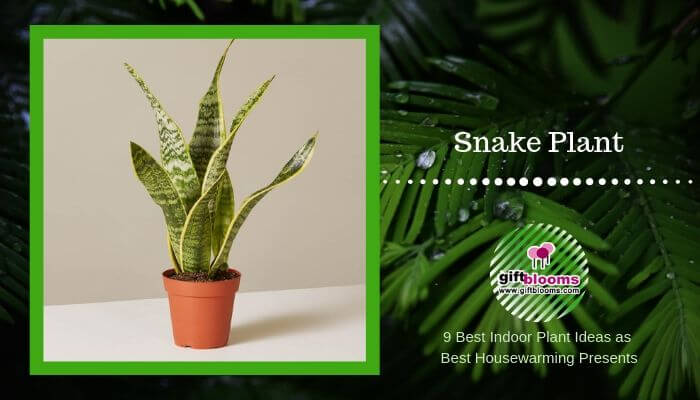 Snake Plant