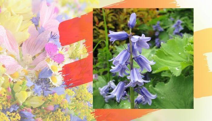 Spanish Bluebell