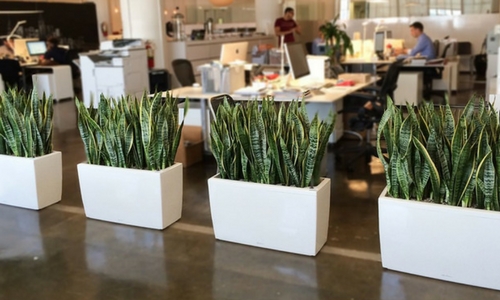 Spider Plant for Bookshelves