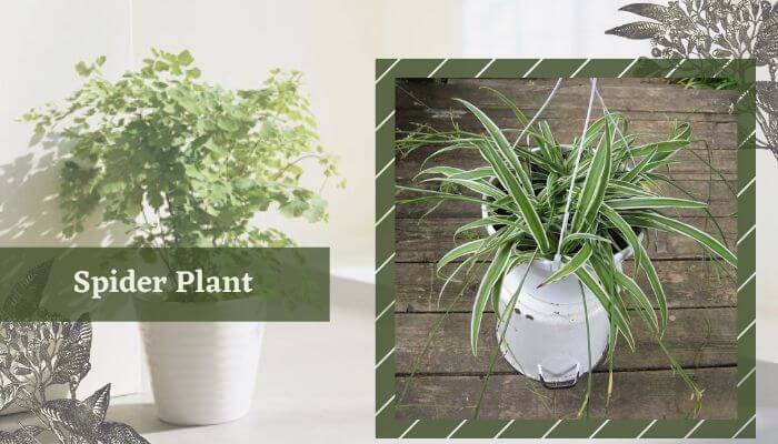 Spider Plant