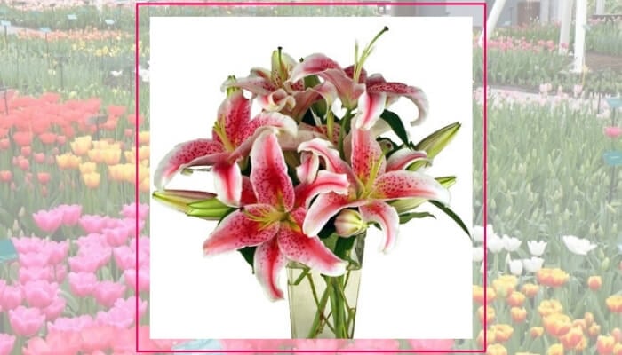 Stargazer Lilies