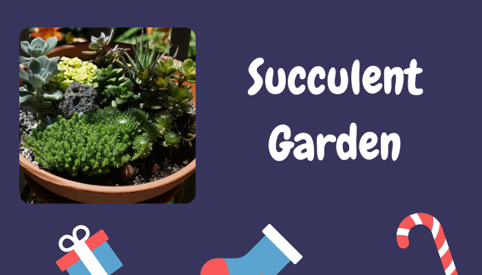Succulent Garden