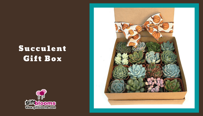 Succulent Gift Box