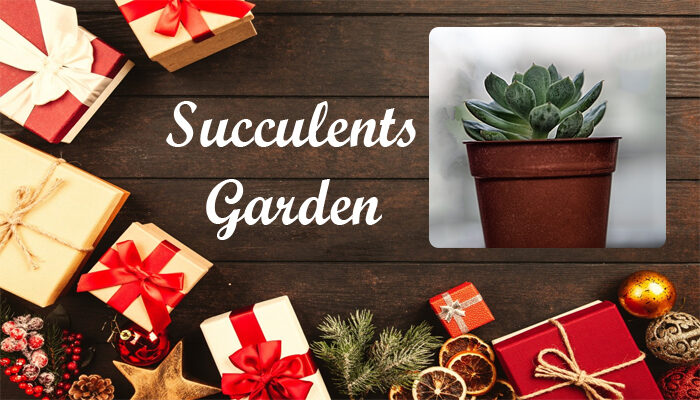 Succulents Garden
