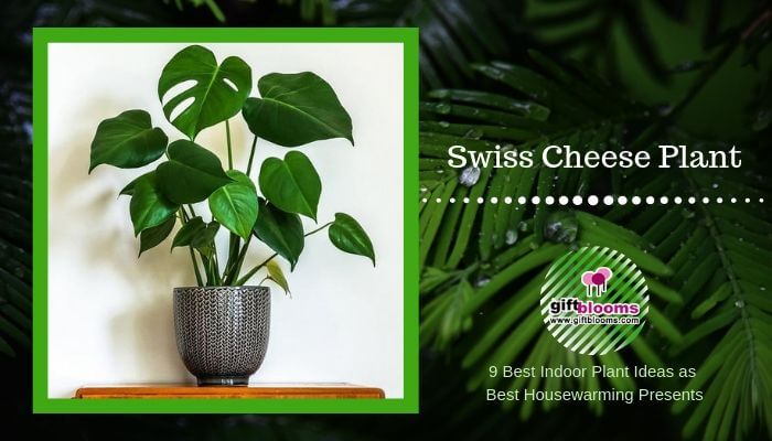 Swiss Cheese Plant