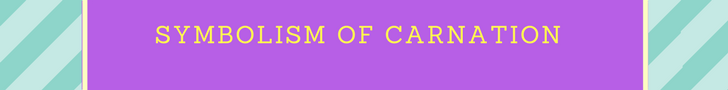 Symbolism of the Carnation Flower