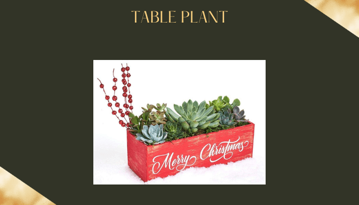 Table plant