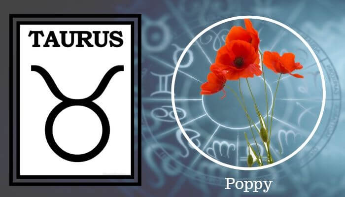 Flower: Poppy