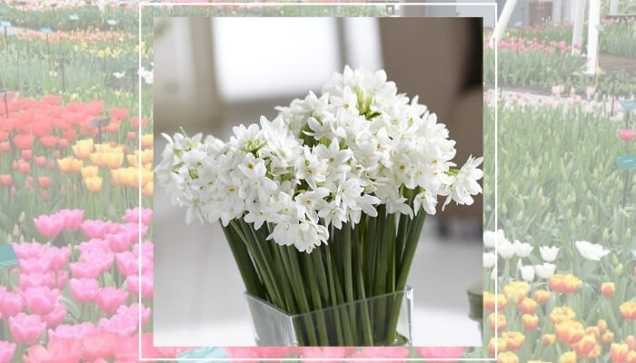 Tazetta Daffodils