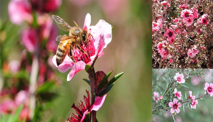 Tea Tree leptospermum