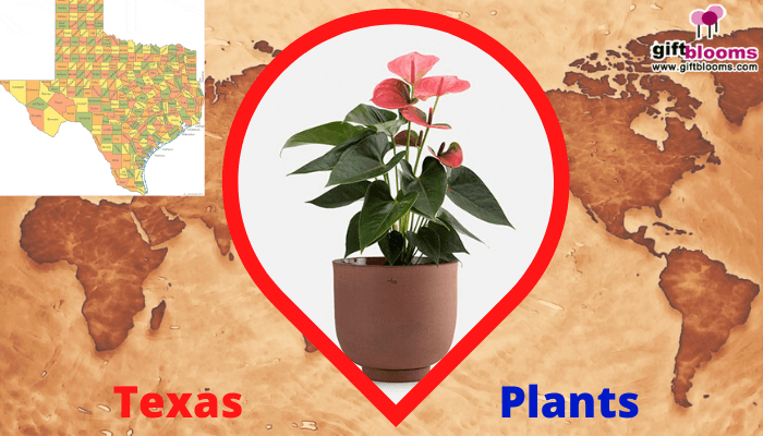 Texas- Plants