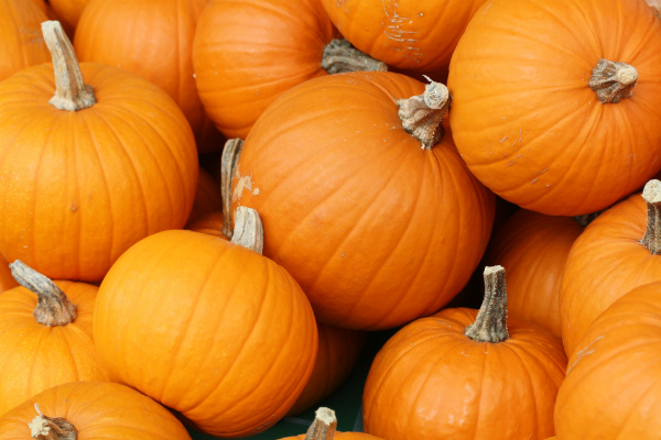The center of attraction of this festival is that orange vegetable