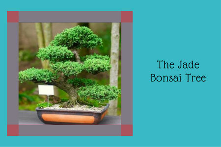 The Jade Bonsai Tree