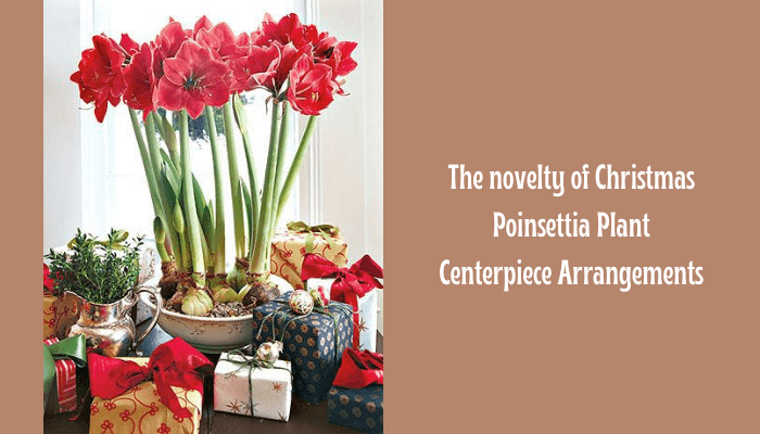 Christmas Poinsettia Plant Centerpiece Arrangements