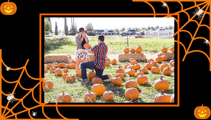 The Pumpkin Patch Proposal