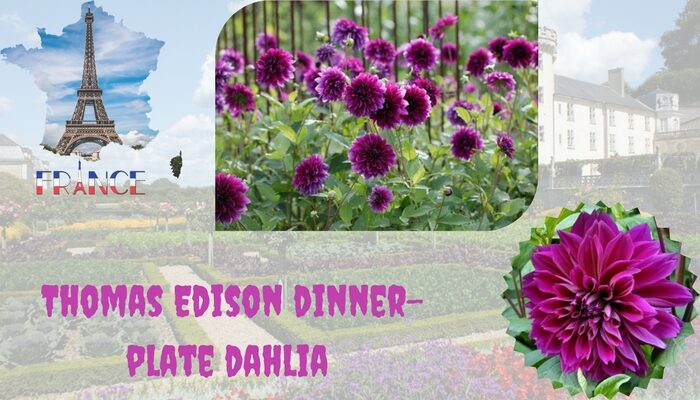 Thomas Edison dinner-plate dahlia 