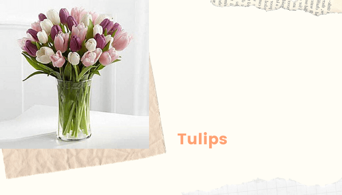 Tulips