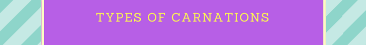 Types of Carnations Types of Carnations