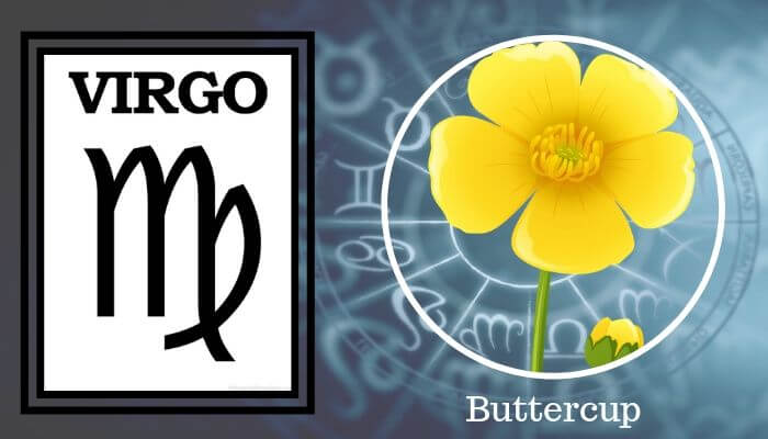 Flower: Buttercup