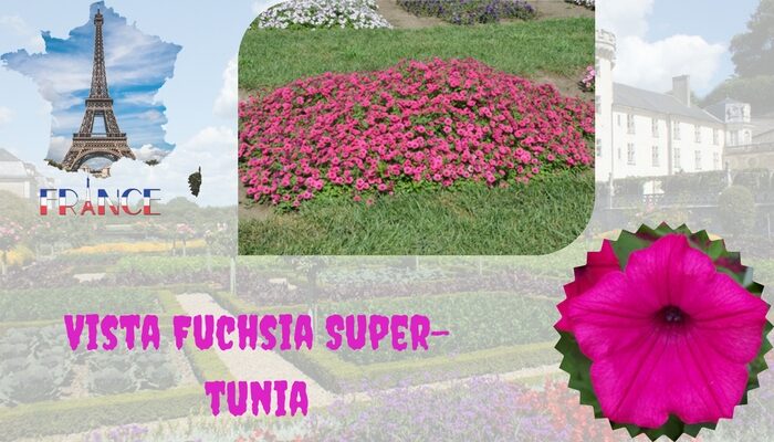 Vista Fuchsia Super-tunia