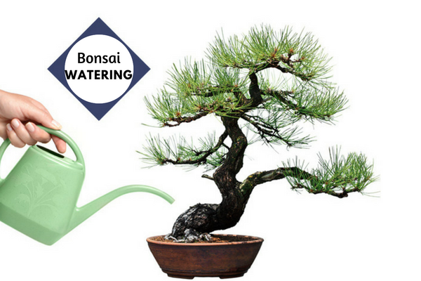 Water your Bonsai