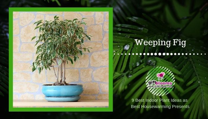Weeping Fig