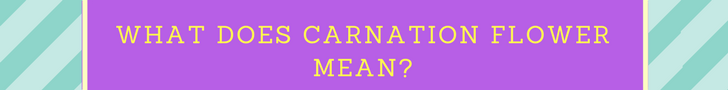 What Does Carnation Flower Mean
