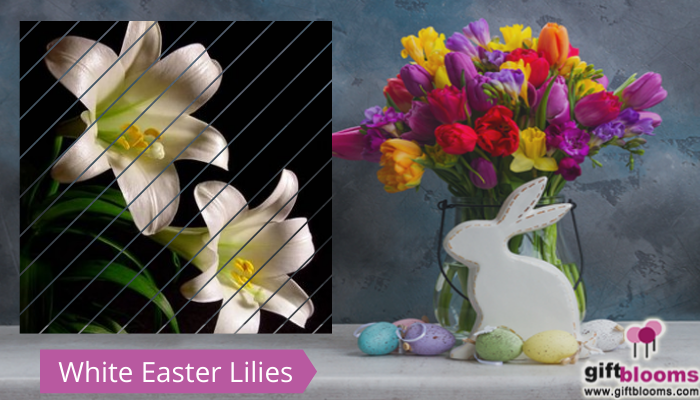 White Easter Lilies