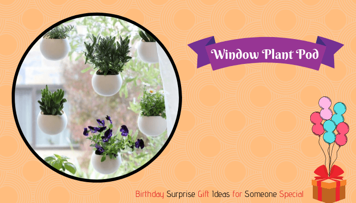 Window Plant Pod