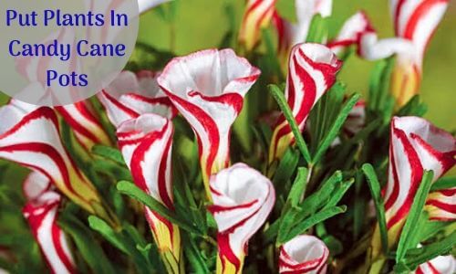 9.Put Plants In Candy Cane Pots 