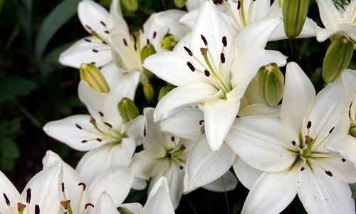 Easter Lily