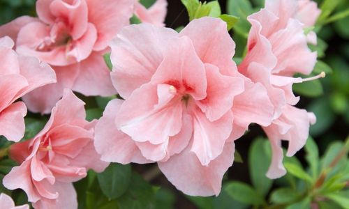 Azaleas