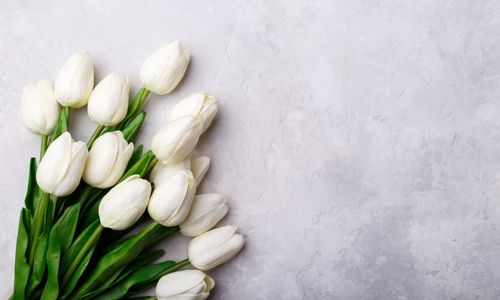Tulips