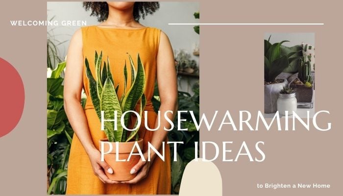 Plants