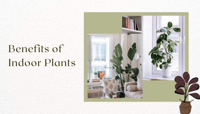 Benefits of Indoor Plants
