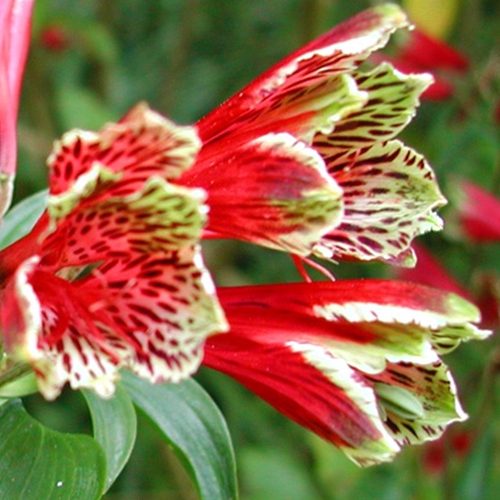 Alstroemeria psittacina