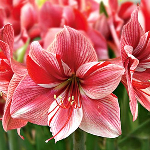 Amaryllis