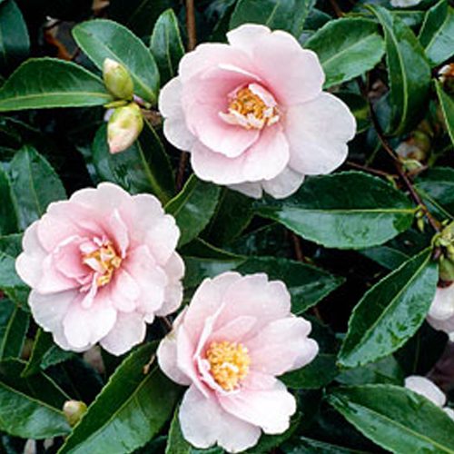Camellia sasanqua