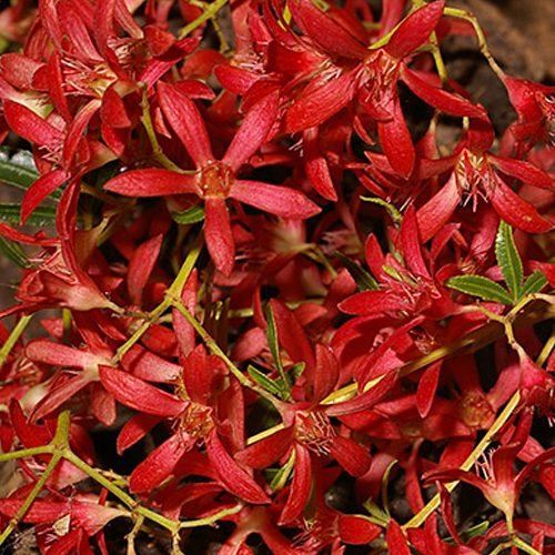 Ceratopetalum gummiferum