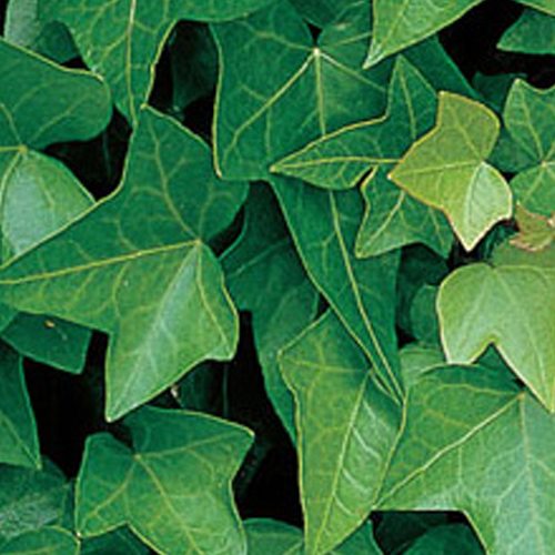 Hedera