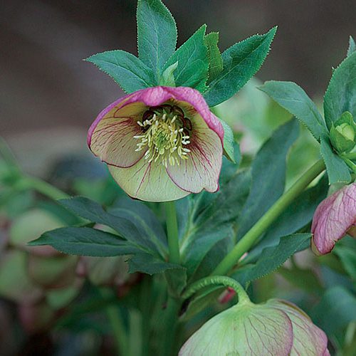 Hellebore Hellebore