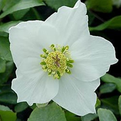 Helleborus niger