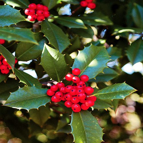 Holly