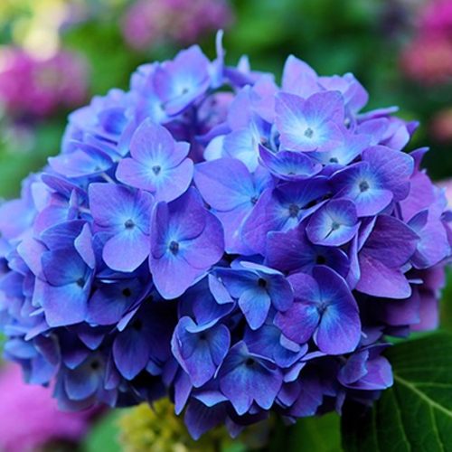 Hydrangea