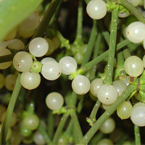 Mistletoe