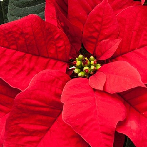 Poinsettia